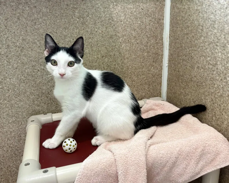 A young medium-sized male Black & White / Tuxedo Domestic Short Hair cat named Oliver for adoption in Mc Cormick, SC