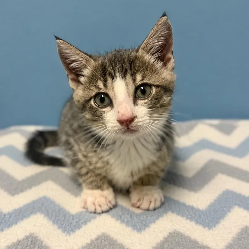 A baby small-sized male Gray / Blue / Silver Domestic Short Hair cat named Chevron for adoption in Brownsboro, AL