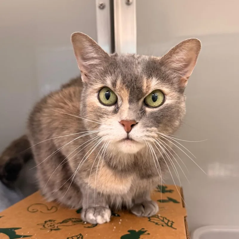 A senior medium-sized female Tortoiseshell Domestic Short Hair cat named Storm for adoption in Saint Charles, MO