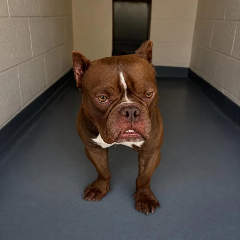 A senior small-sized male Mixed Breed dog named ARLBStray for adoption in Birdsboro, PA