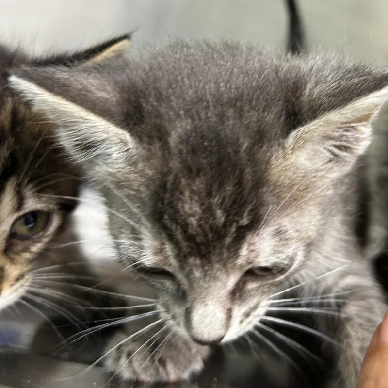 A baby small-sized female Gray / Blue / Silver Domestic Short Hair cat named Blanch for adoption in Leander, TX