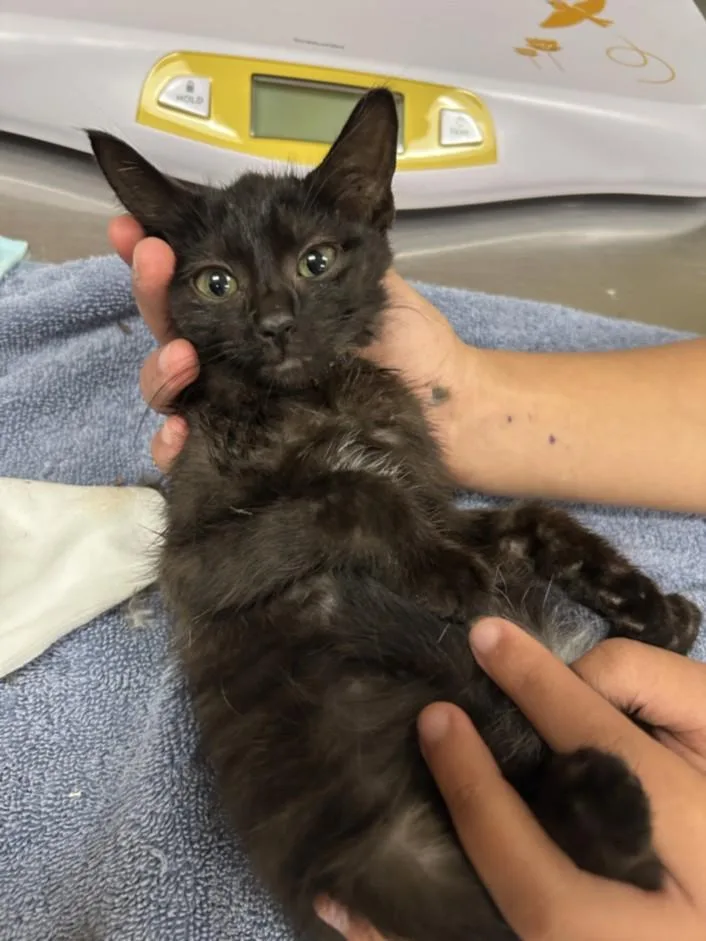 A baby small-sized female Domestic Short Hair cat named Zuul for adoption in Chapel Hill, NC