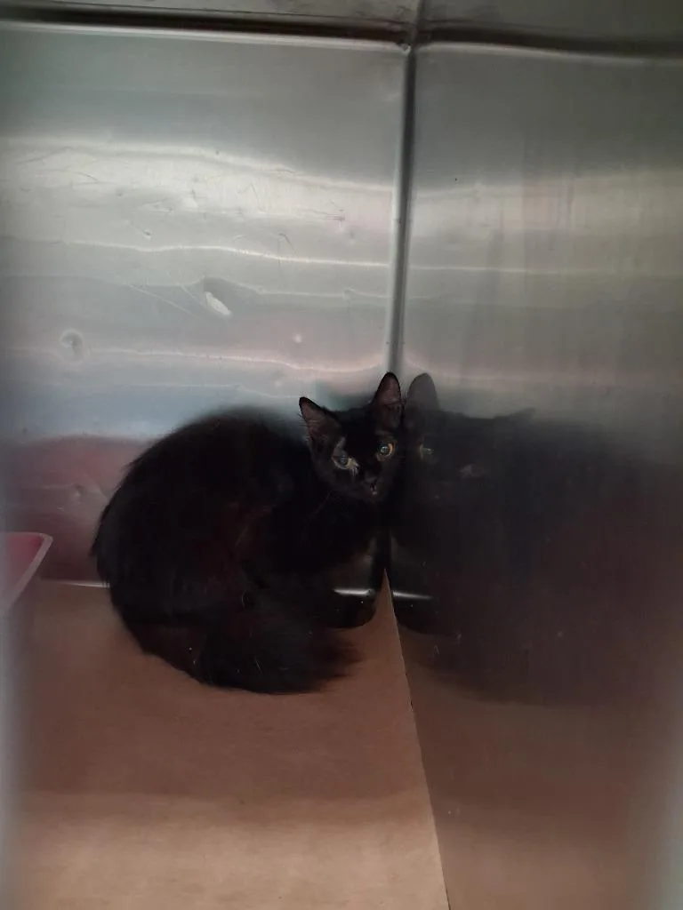 A young large-sized male Domestic Short Hair cat named Gadget for adoption in Cartersville , GA