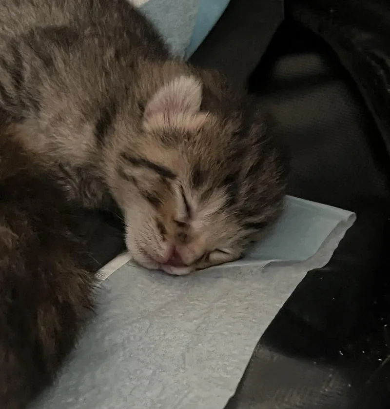 A baby small-sized male Tabby (Brown / Chocolate) Domestic Short Hair cat named Wally for adoption in Virginia Beach, VA