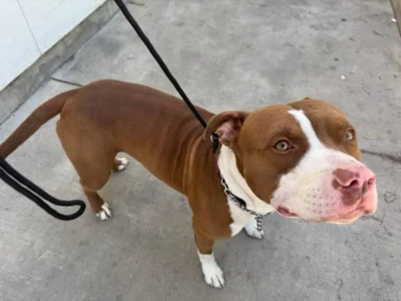 A young large-sized male Pit Bull Terrier dog named Broly for adoption in Van Nuys, CA