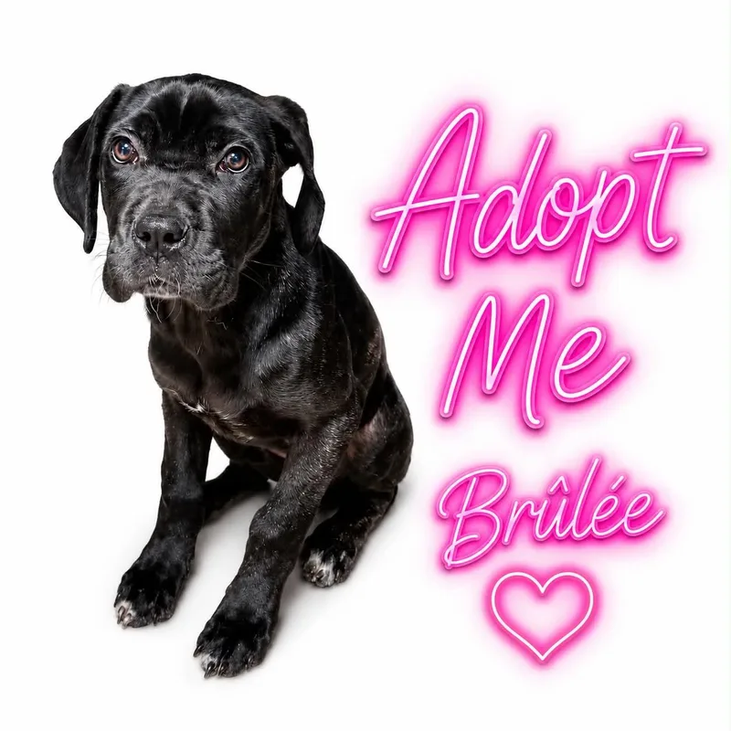 A young large-sized female Brindle Mastiff dog named Brulee for adoption in Sunderland, MD