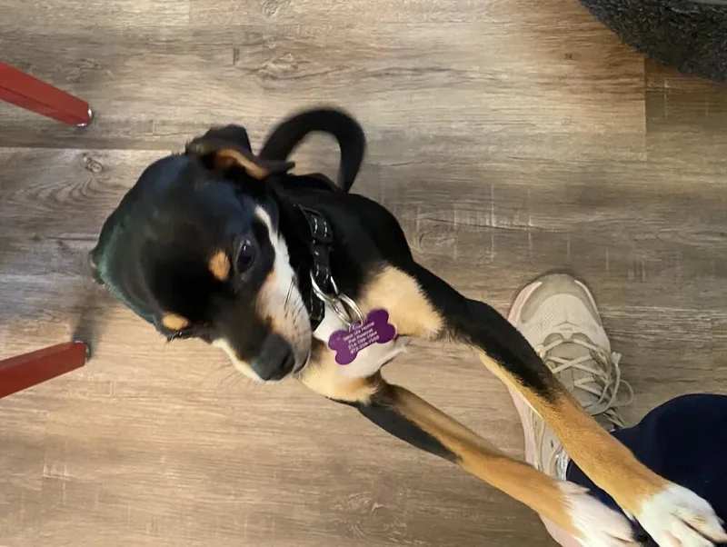 Peanut thumbnail 2