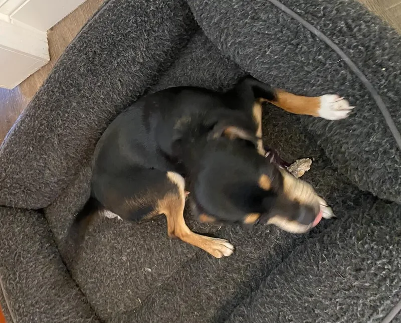 Peanut thumbnail 3