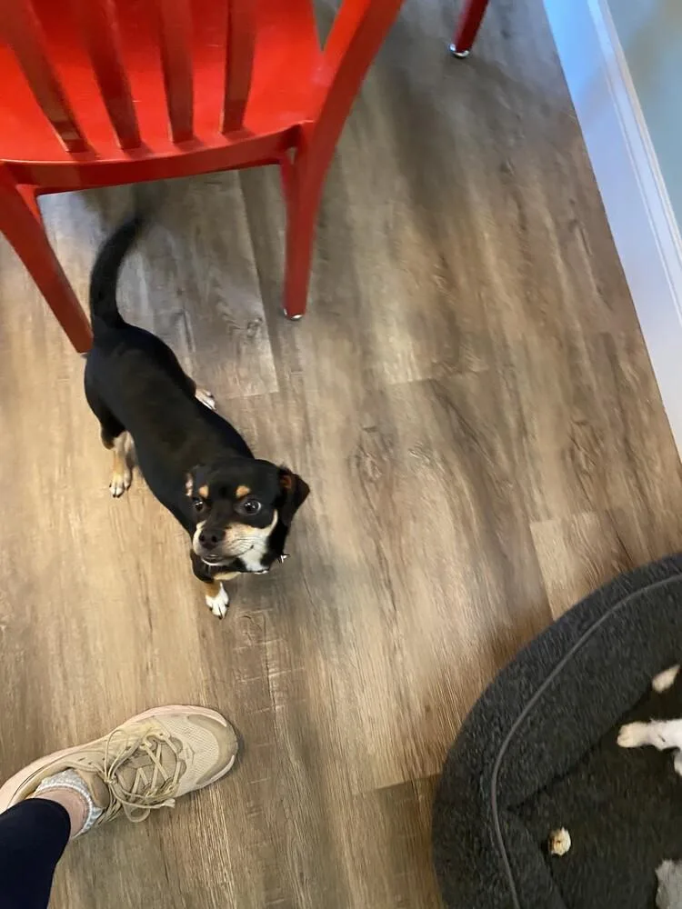Peanut thumbnail 5