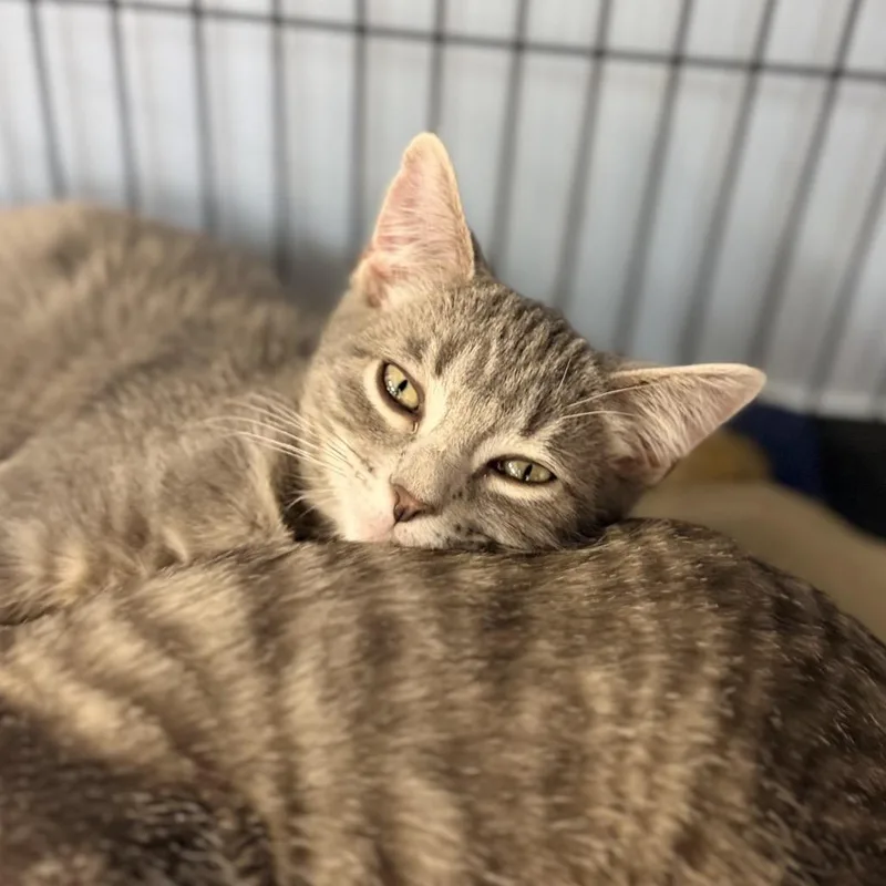 A baby small-sized male Domestic Short Hair cat named Wilder for adoption in Portage, MI