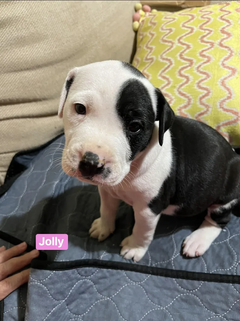 A baby medium-sized female White / Cream Pit Bull Terrier dog named Jolly for adoption in Semmes, AL