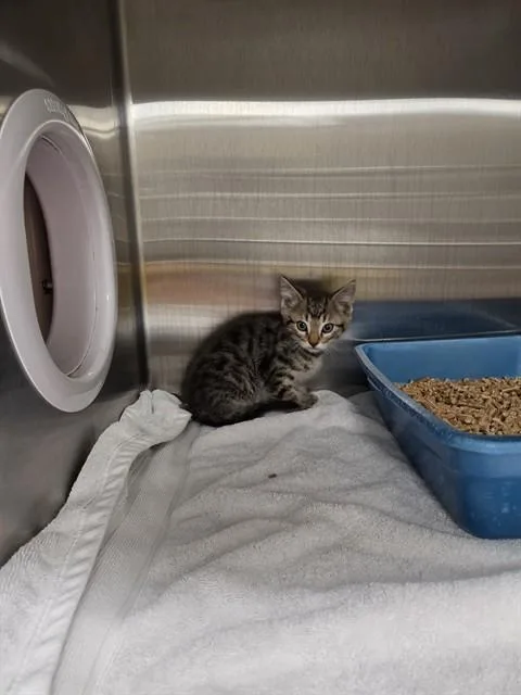 A baby small-sized female Domestic Short Hair cat named Mitski for adoption in Huntsville, AL