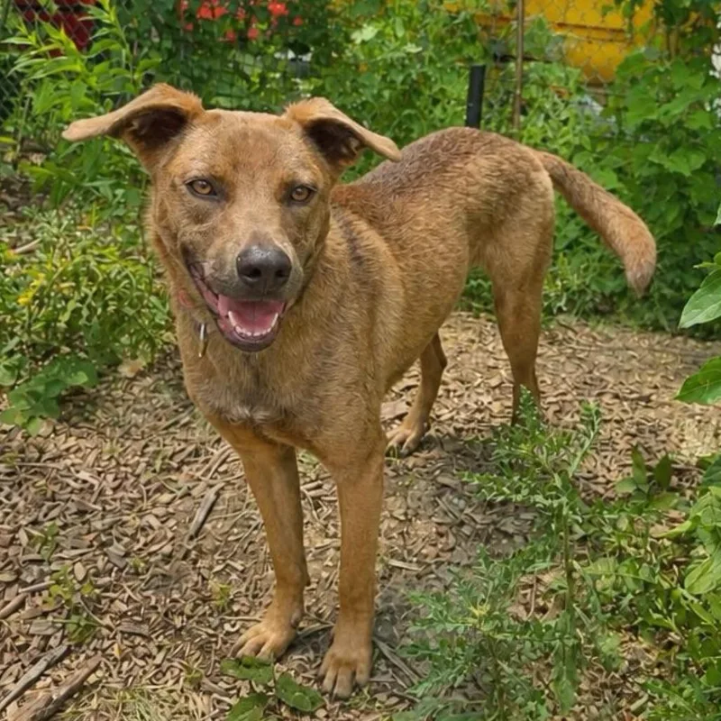 An adult medium-sized female Brown / Chocolate Mixed Breed dog named Grace for adoption in Wheeling, IL