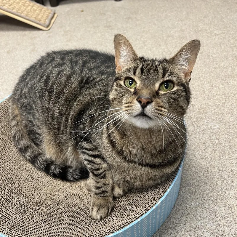 A senior large-sized male Brown / Chocolate Domestic Short Hair cat named Murphy for adoption in Arlington Heights, IL