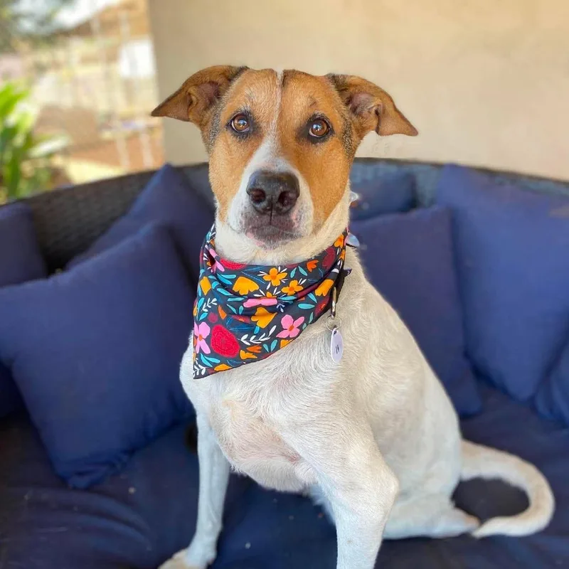 A senior large-sized female White / Cream Terrier dog named Pearl for adoption in Ramona, CA