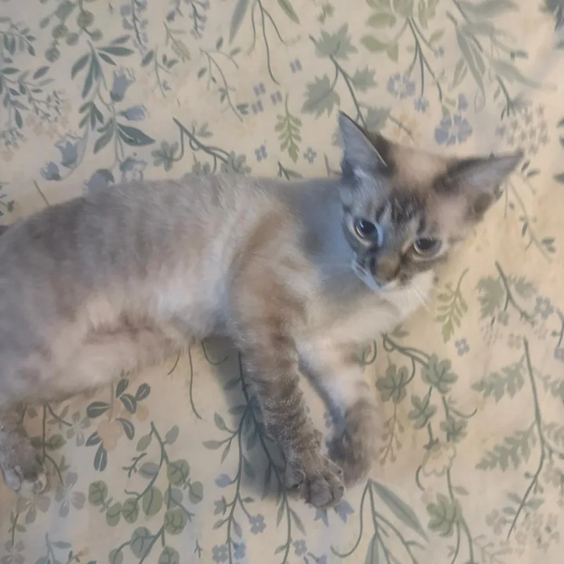 A young small-sized male Siamese cat named Gandalf for adoption in Bristol, IN