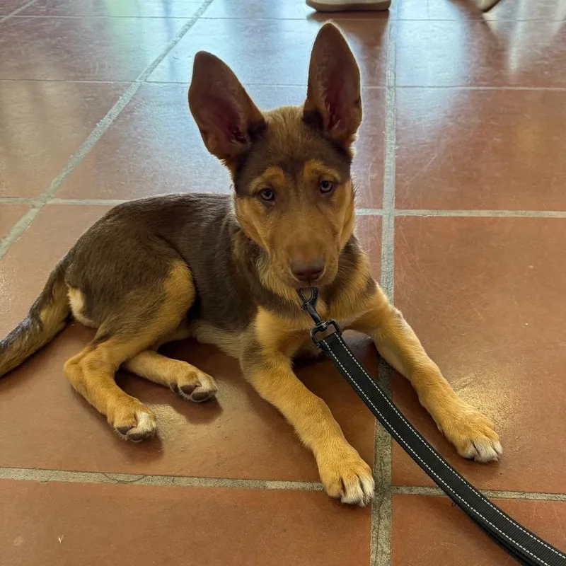 A baby medium-sized female Brown / Chocolate Shepherd dog named Bunny A for adoption in Mission Hills, CA