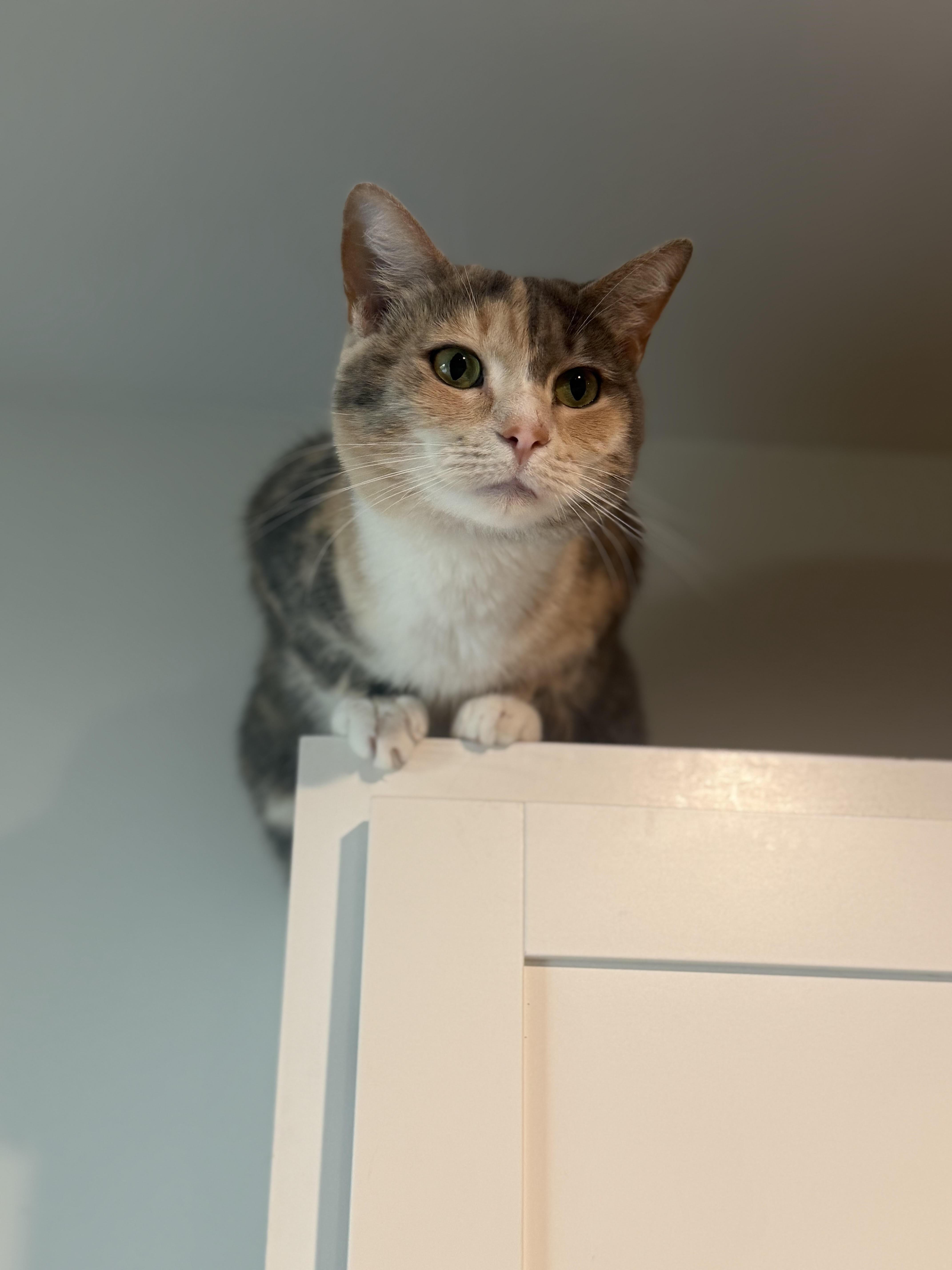 Millie&gypsy thumbnail 2