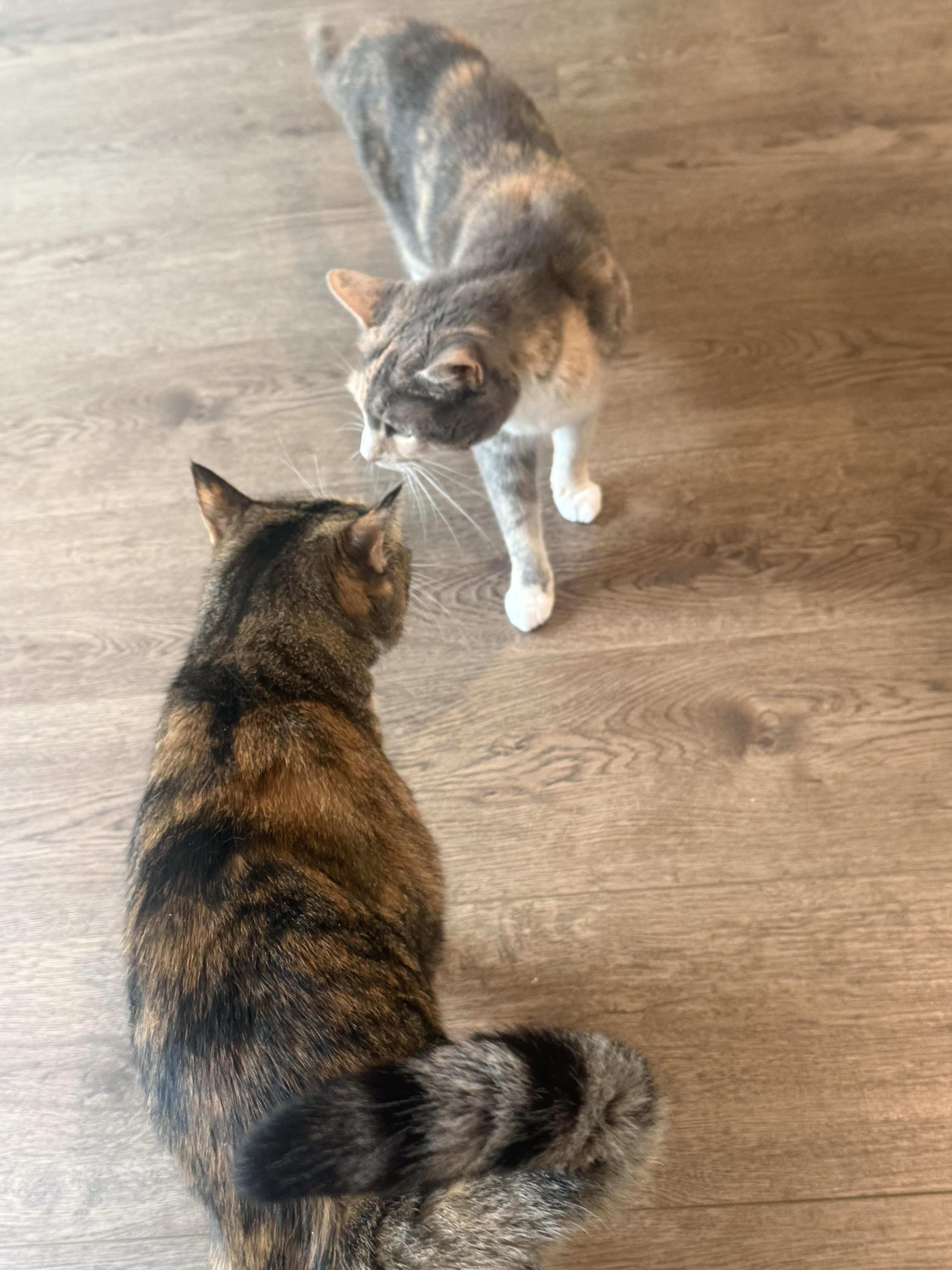 Millie&gypsy thumbnail 3