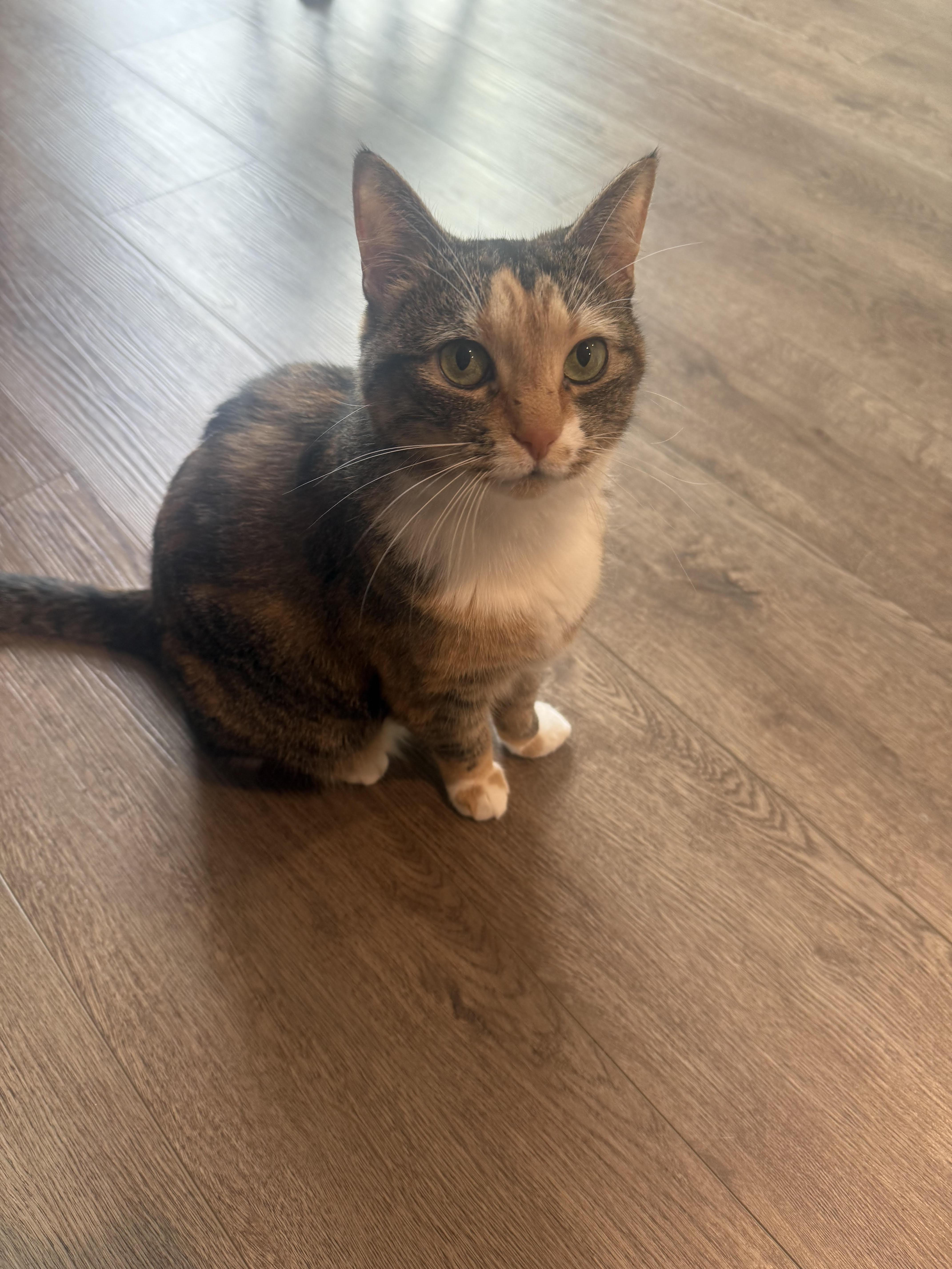 Millie&gypsy thumbnail 5