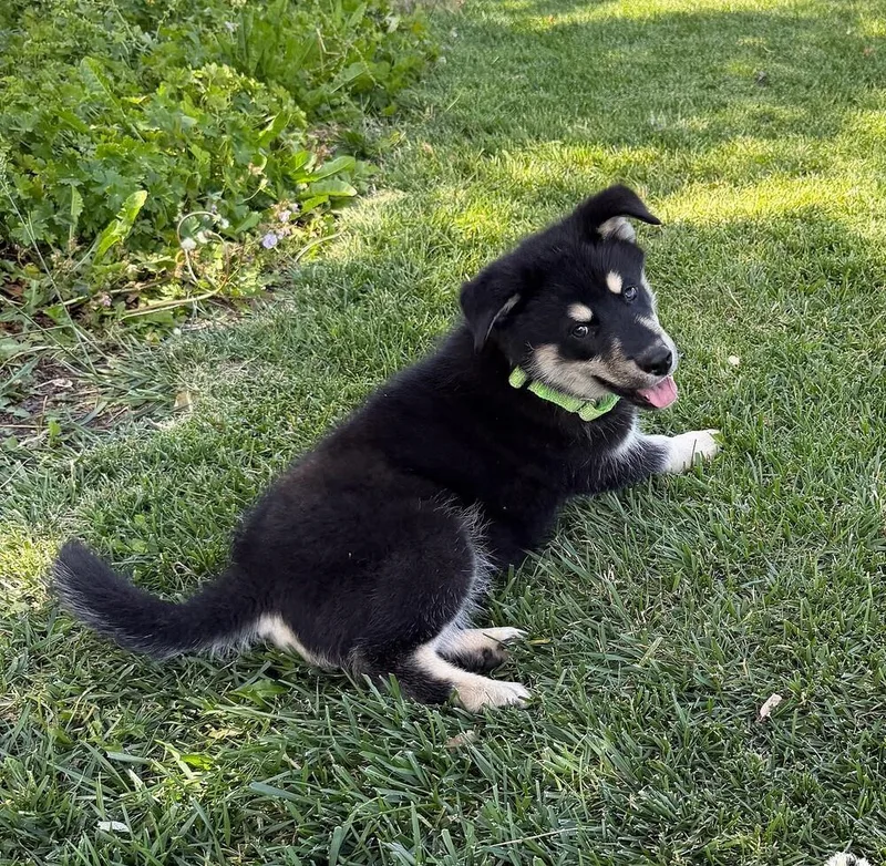 Puppy Diego thumbnail 2