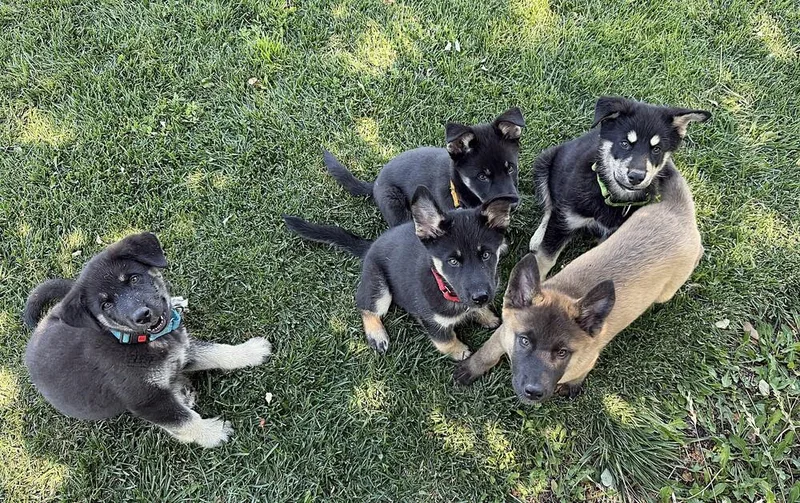 Puppy Diego thumbnail 4