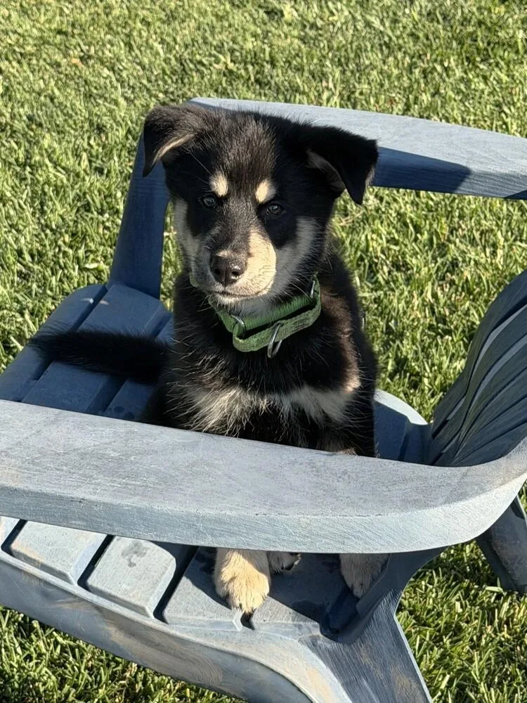 Puppy Diego thumbnail 5