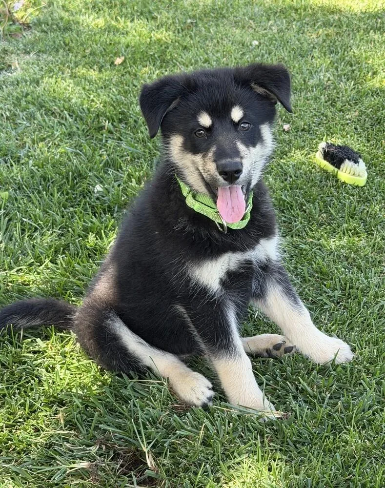 Puppy Diego thumbnail 6