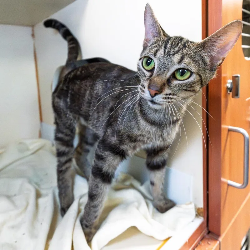 An adult medium-sized female Brown / Chocolate Domestic Short Hair cat named Audrey for adoption in South Elgin, IL