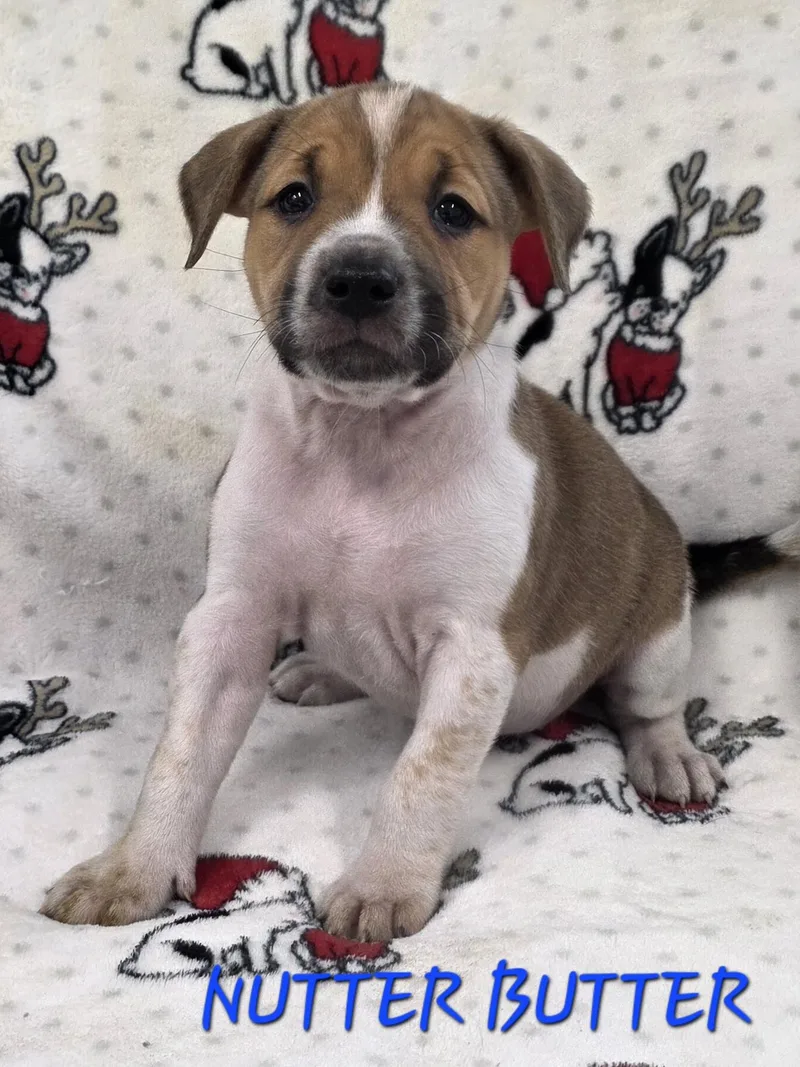 A baby medium-sized female Tricolor (Brown, Black, & White) Cattle Dog dog named Nutter Butter for adoption in Momence, IL
