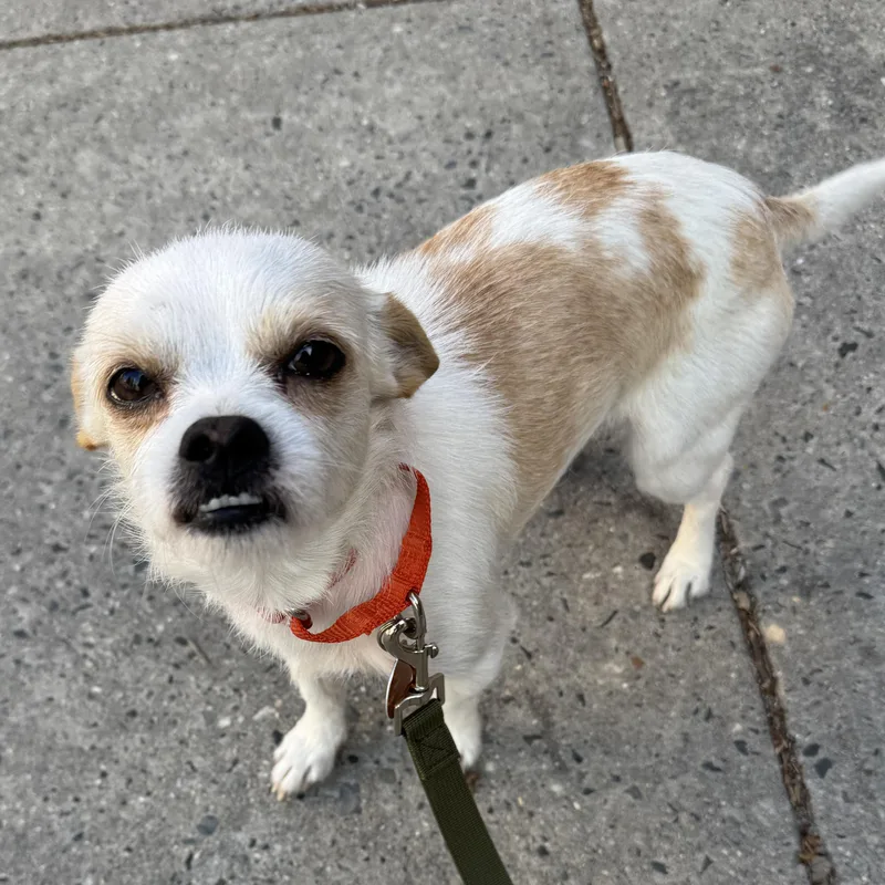 An adult small-sized male White / Cream Chihuahua dog named Buck for adoption in Brooklyn, NY