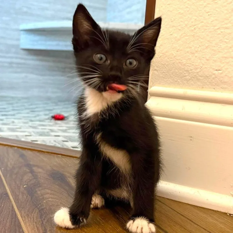 A baby small-sized male Black Domestic Short Hair cat named Syrup for adoption in Tampa, FL