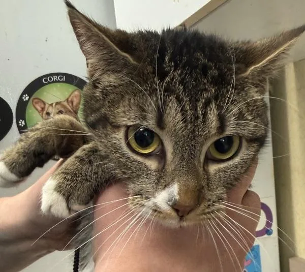 A young small-sized female Domestic Short Hair cat named Waverly for adoption in Salisbury, MD