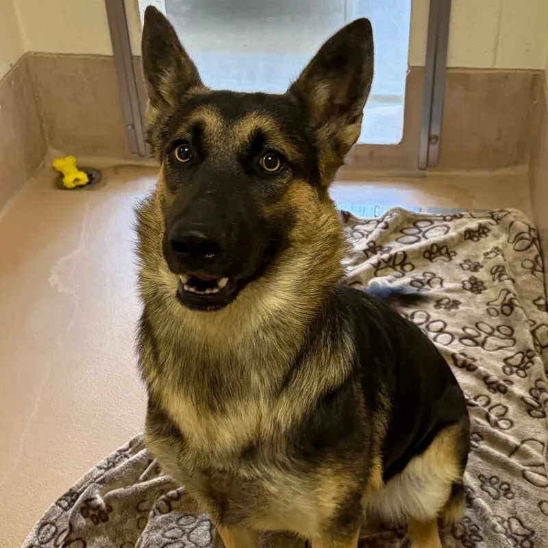 A young medium-sized female German Shepherd Dog dog named Nestle for adoption in Reno, NV