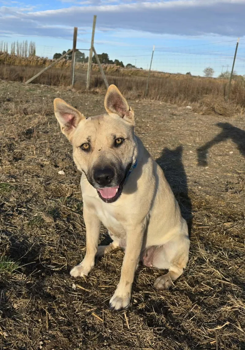 Katniss:  Ridge Dog thumbnail 2