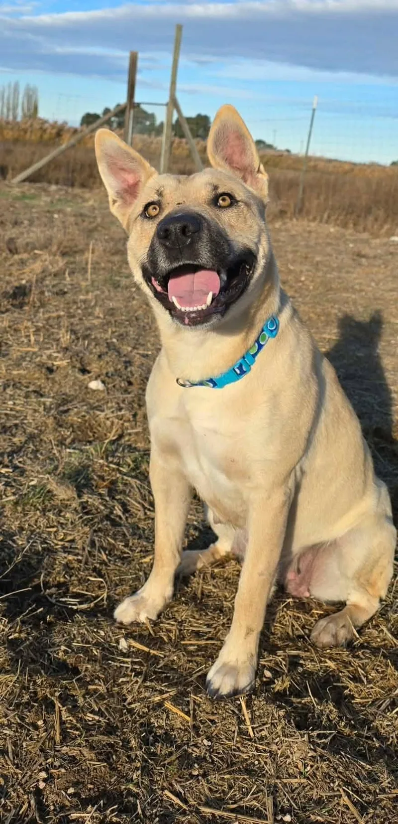 Katniss:  Ridge Dog thumbnail 3