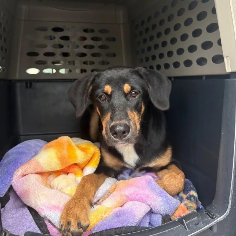 An adult medium-sized male Black Mixed Breed dog named Pumpkin Boy for adoption in Austin, TX
