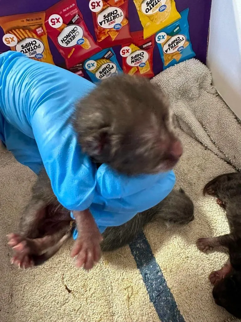 A baby small-sized female Domestic Short Hair cat named Miss Crawly for adoption in Greensburg, IN