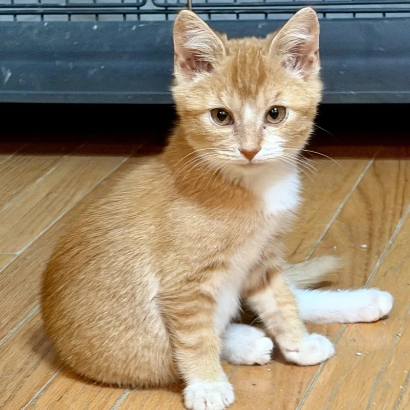 A young small-sized male Orange / Red Domestic Short Hair cat named Aaron Miller for adoption in Woodstock, VA