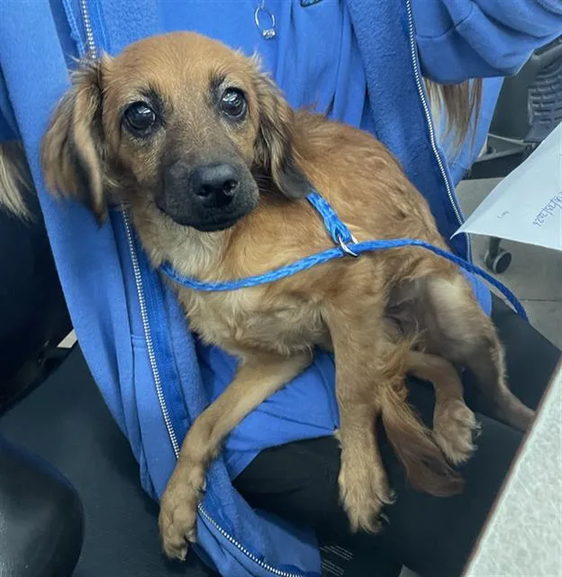 A baby small-sized female Mixed Breed dog named Sunflower for adoption in Dallas, TX