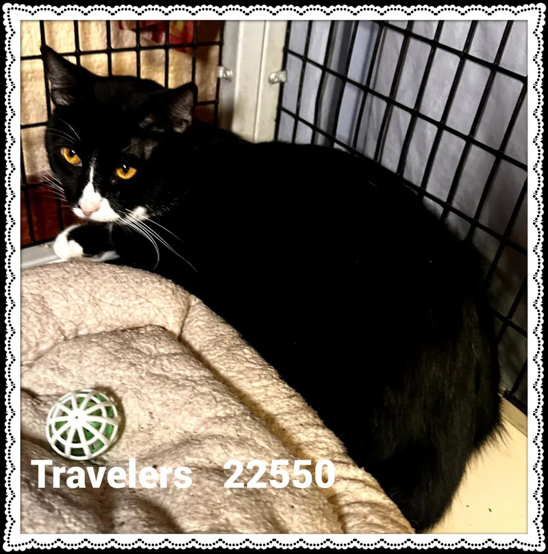 An adult medium-sized male Black & White / Tuxedo Domestic Short Hair cat named Travelers for adoption in Marietta, GA