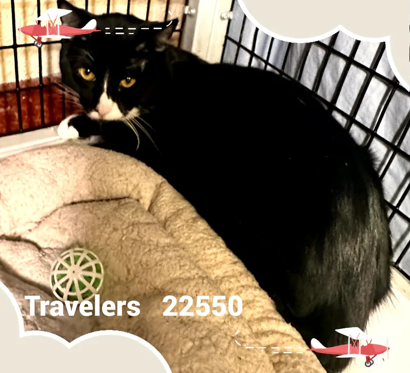 Travelers thumbnail 2