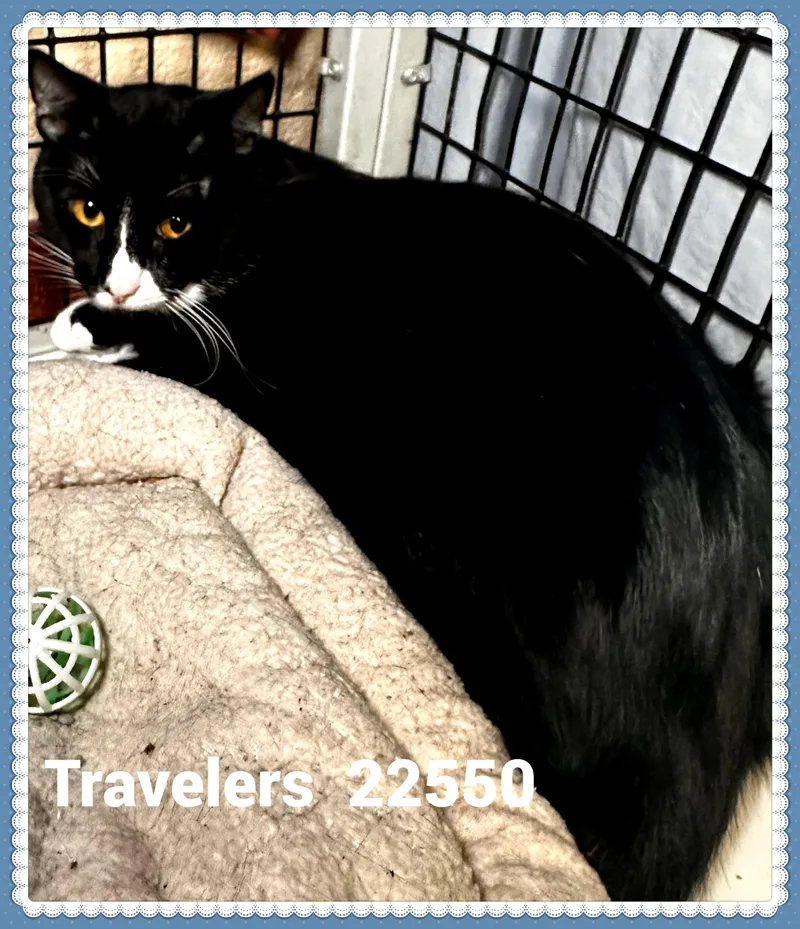 Travelers thumbnail 3