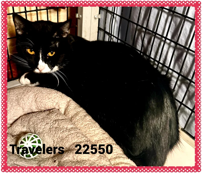 Travelers thumbnail 4