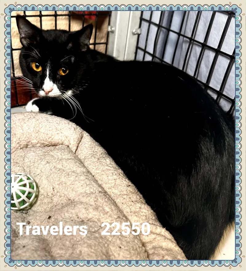 Travelers thumbnail 6