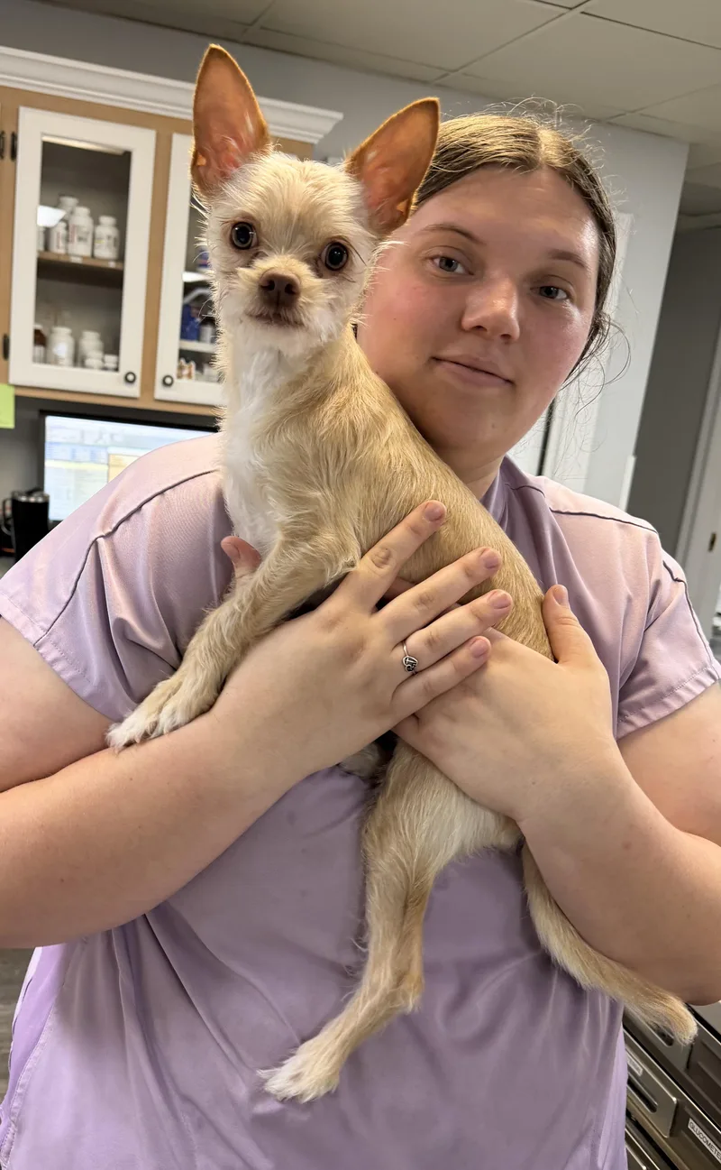 A baby small-sized male Apricot / Beige Chorkie dog named Ammo for adoption in Semmes, AL