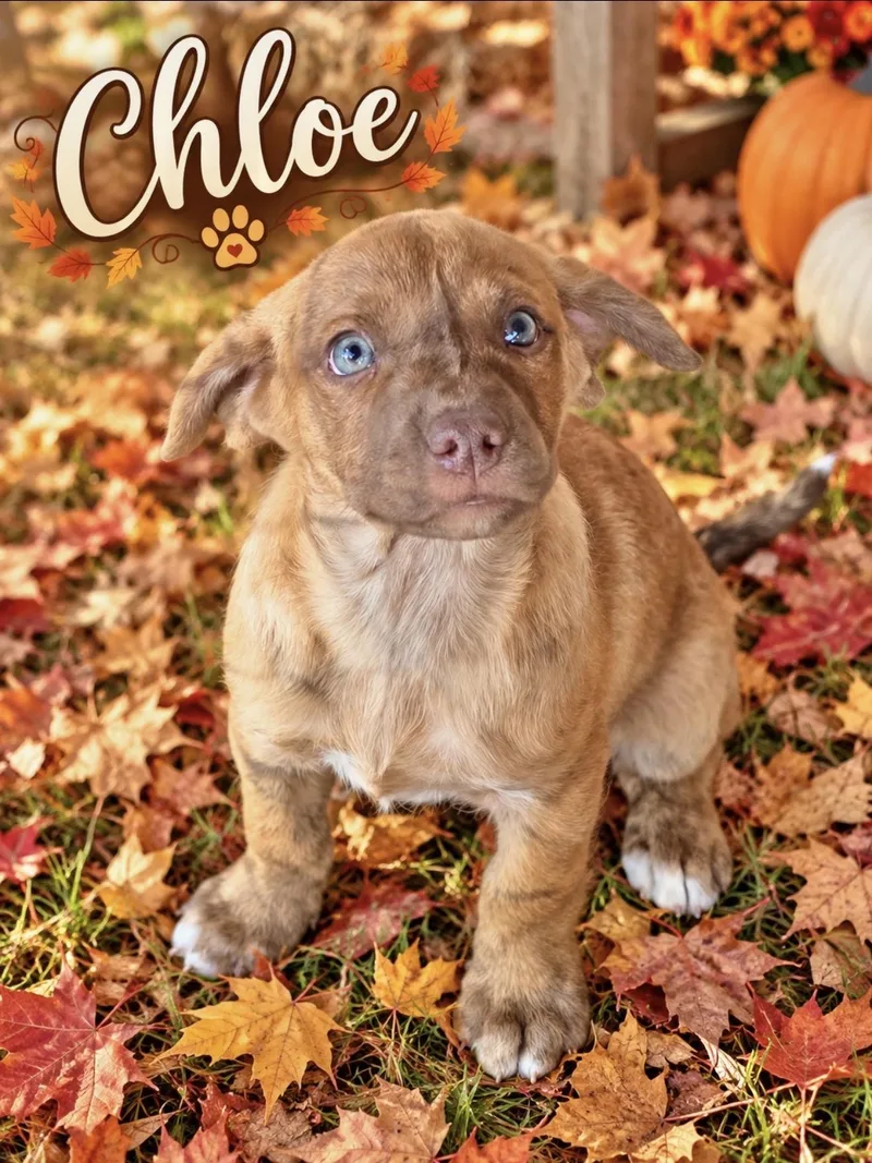 A baby medium-sized female Catahoula Leopard Dog named Chloe for adoption in Manchester, CT