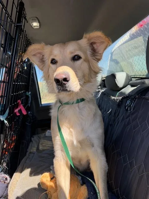 A young medium-sized female Golden Retriever dog named Velma for adoption in Casper, WY