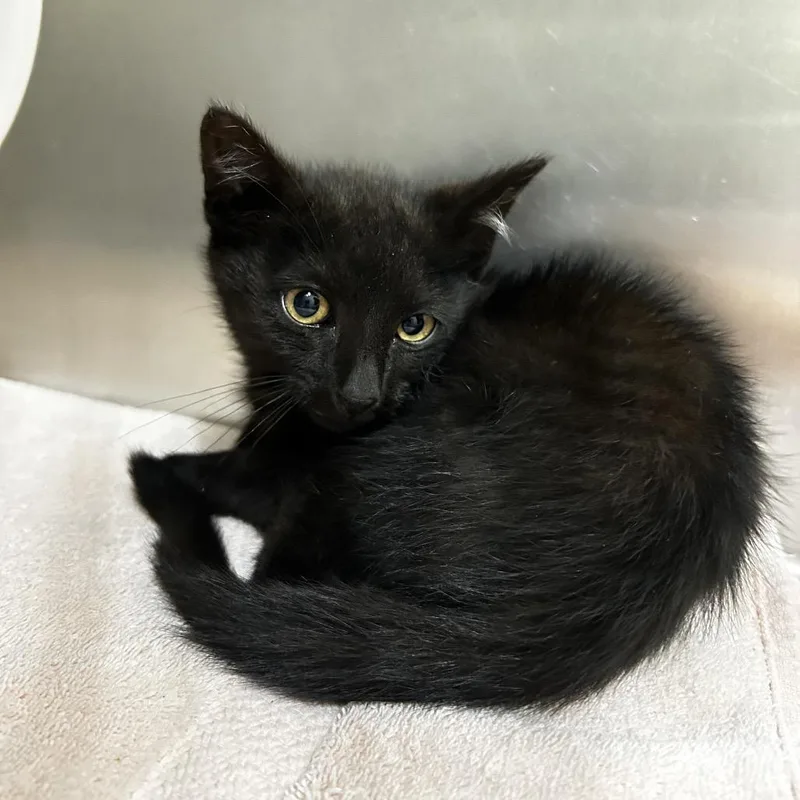 A baby small-sized male Black Domestic Short Hair cat named Koda for adoption in Upland, CA