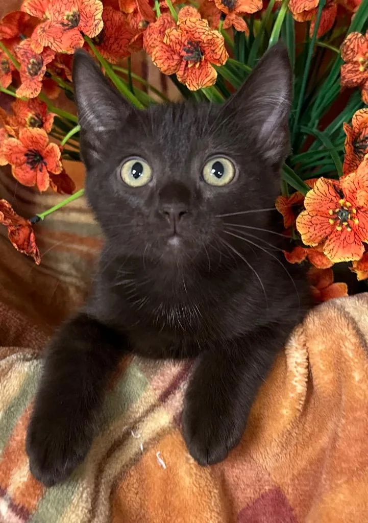 A baby small-sized female Domestic Short Hair cat named Medusa for adoption in Stillwater, OK